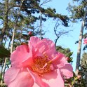 Camellia x williamsii 'Mary Phoebe Taylor' fleur
